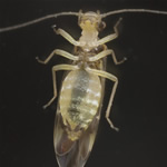 Photo of Graphopsocus cruciatus